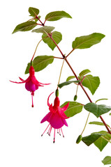 Fuchsienzweig