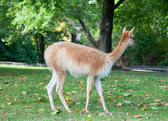alpaca on the green lawn under a tree