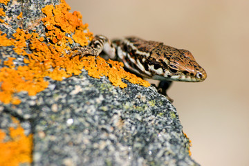 lezard au soleil