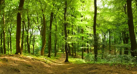 Fototapete Wald Waldweg im Sommer