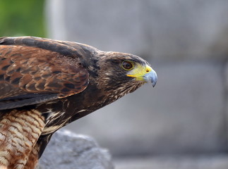 aquila