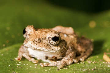 Meintein Tree Frog