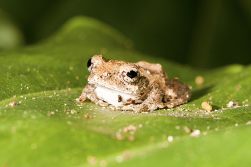 Meintein Tree Frog