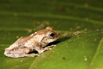 Meintein Tree Frog