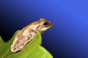 Meintein Tree Frog