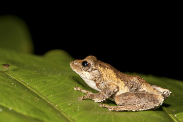 Meintein Tree Frog