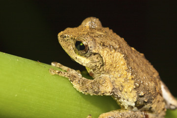 Meintein Tree Frog
