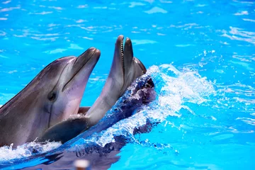 Crédence de cuisine en verre imprimé Dauphins Couple de dauphins dans l& 39 eau bleue.