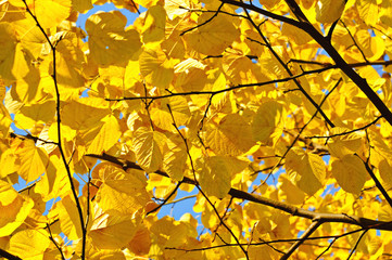 Autumn tree branch