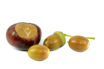 Kastanie und Eicheln