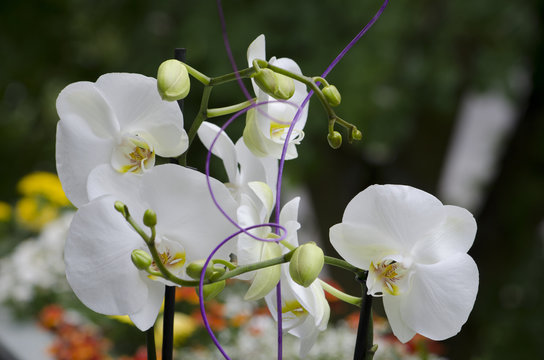 Orchidee
