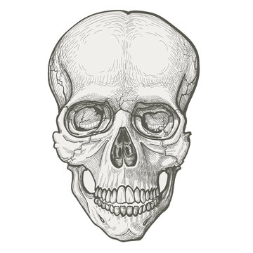Human skull drawing