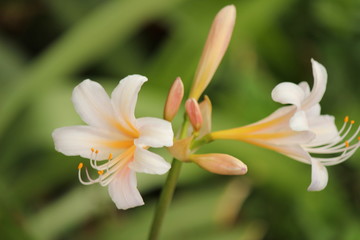 リコリスの花