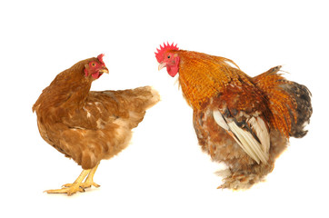 brown  hen