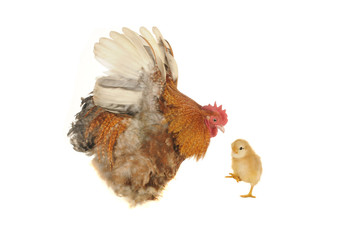 cocks