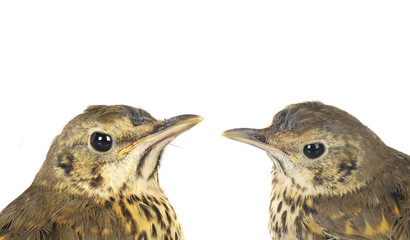 Portrait song thrush