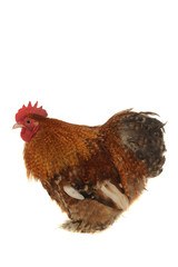 cock