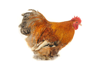 cock