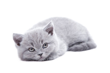 gray British kitten lying on isolated white © oxilixo