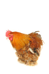 cock