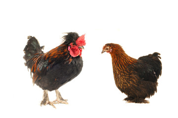 cock and  hen