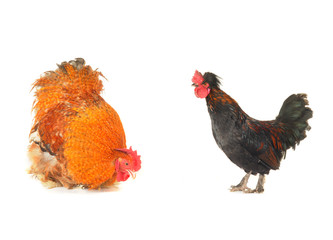 cocks