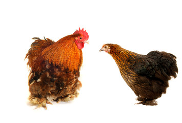 cock and  black hen
