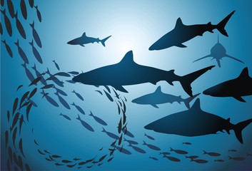 Obraz premium Sharks