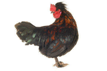 black cock