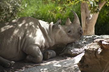 Naklejka premium white rhino is relaxing in shade