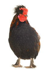 black cock