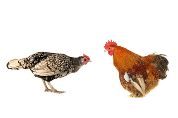 cock and  hen
