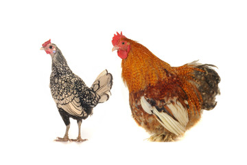 cock and  hen