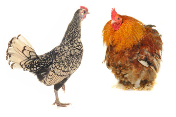 cock and  hen