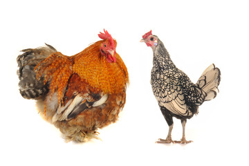 cock and  hen
