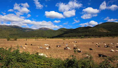 landscape with goats