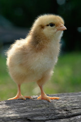 chick