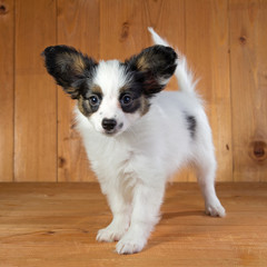 Papillon puppy