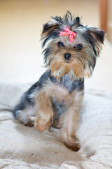 Small puppy Yorkshire Terrier breed