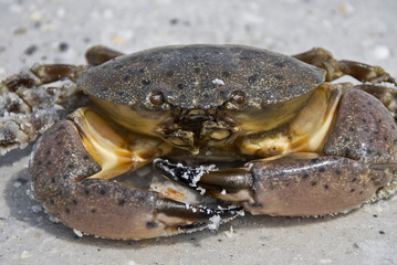 Crab