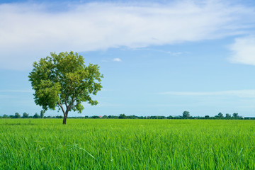 Obraz premium Electrical net of poles on blue sky and green rice meadow.