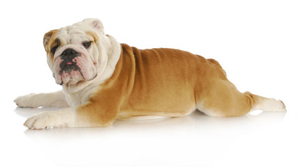 Obraz premium dog stretched out