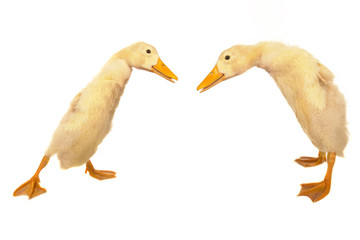 duck on a white background