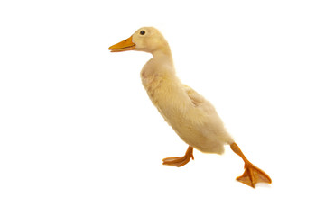 going duck