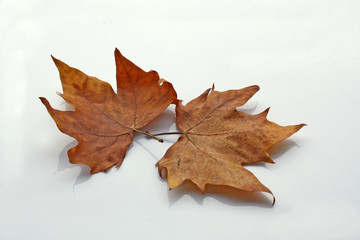 2 feuilles de platane
