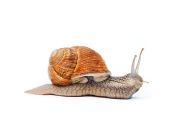 snail on white background