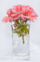 Pink Geranium in Crackled Vase
