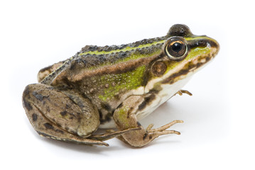 Obraz premium Rana ridibunda. Frog on white background