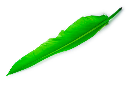 Writing feather isolated on the white background