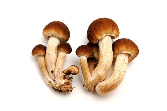 Pioppino Mushrooms